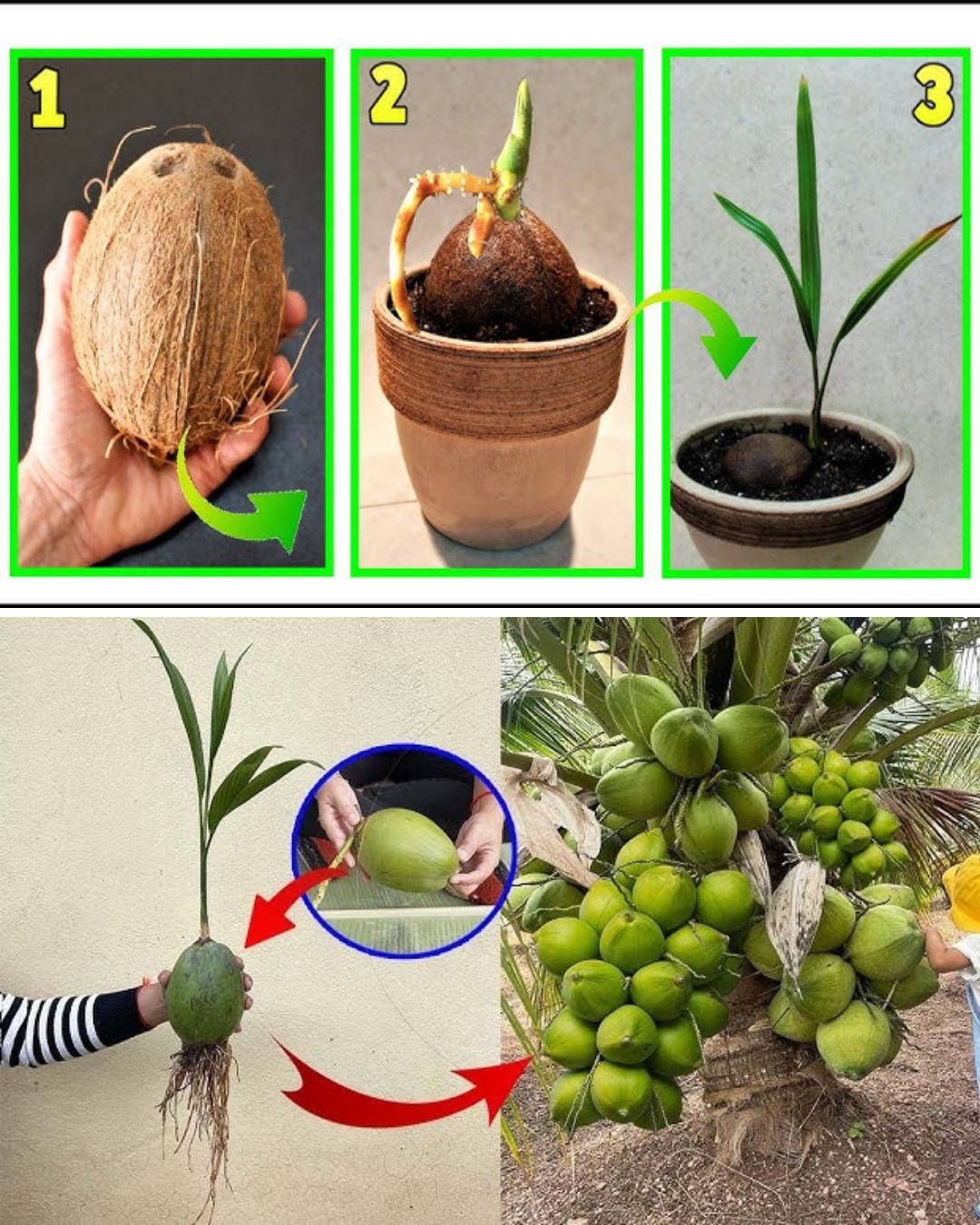 How to Grow a Coconut Tree at Home: Your Ultimate Guide to Tropical Gardening