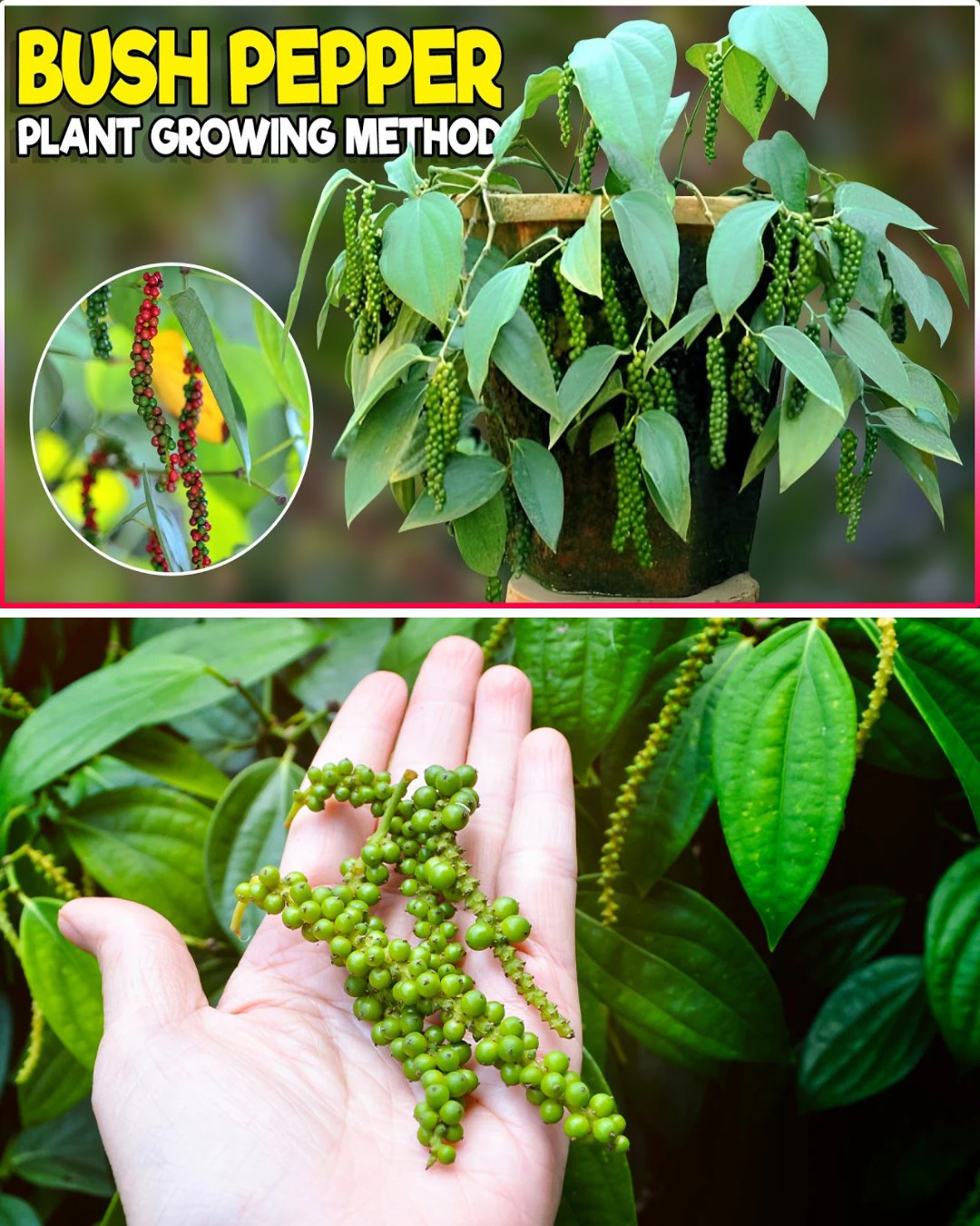 DIY Spice Garden: Growing Black Pepper from Seeds at Home
