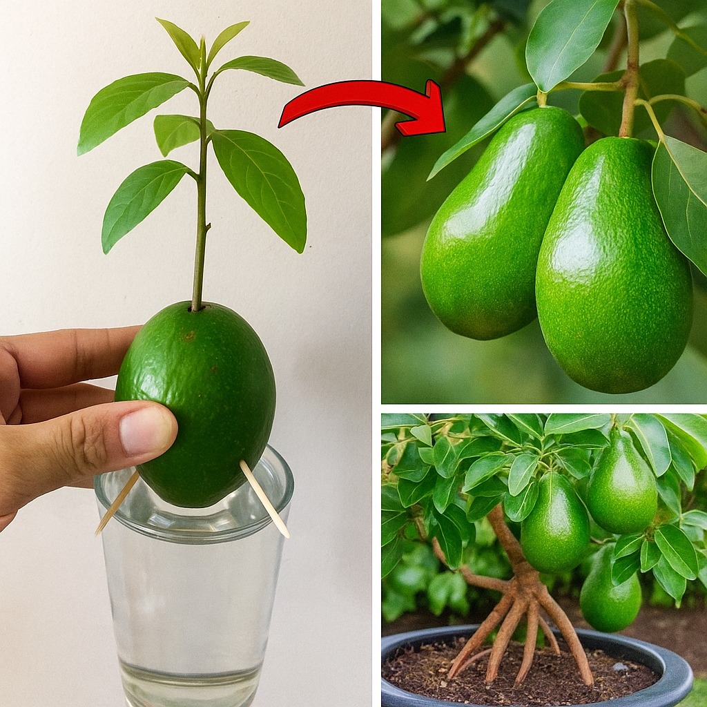 6 Tips for Growing Avocado in a Pot and Getting it to Fruit