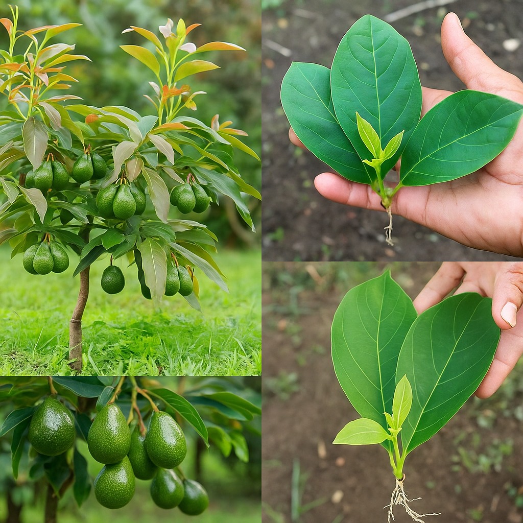 How to germinate avocado even if you live in a small apartment