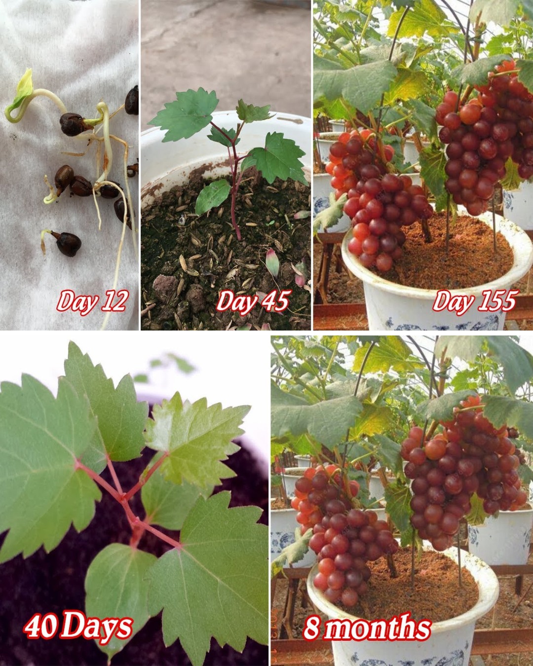 Container Grapes: How to grow grapes from seeds in containers