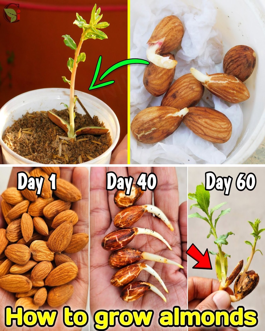 From Seed to Snack: Growing Your Own Almond Tree at Home