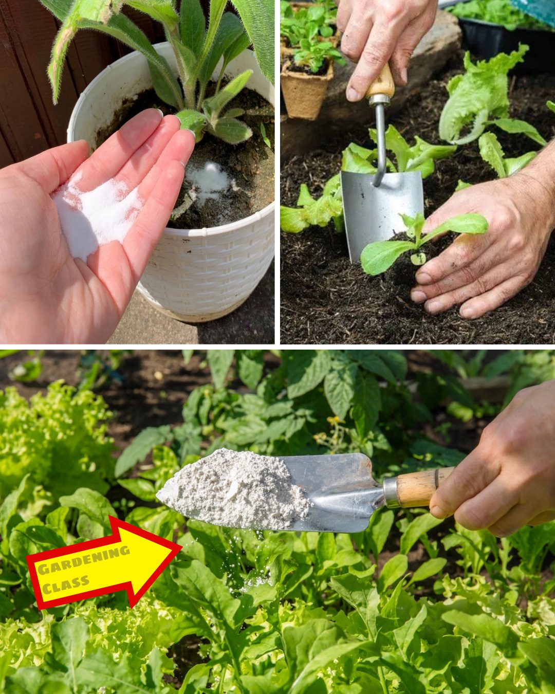 Transform Your Garden with Just a Handful of This Ingredient for 4 Seasons