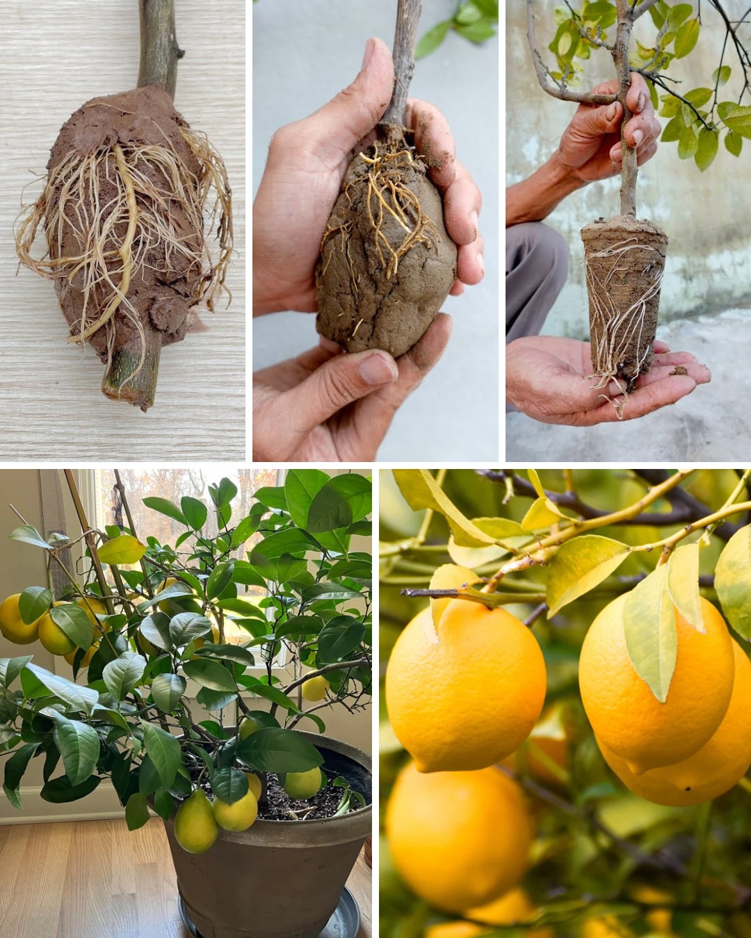 How to Grow Lemons for a Year-Round Harvest with This Simple Trick