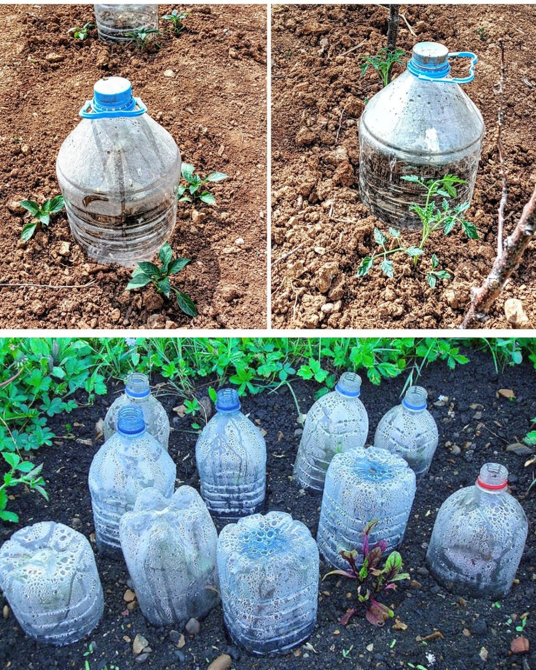 How to Grow Lemons for a Year-Round Harvest with This Simple Trick