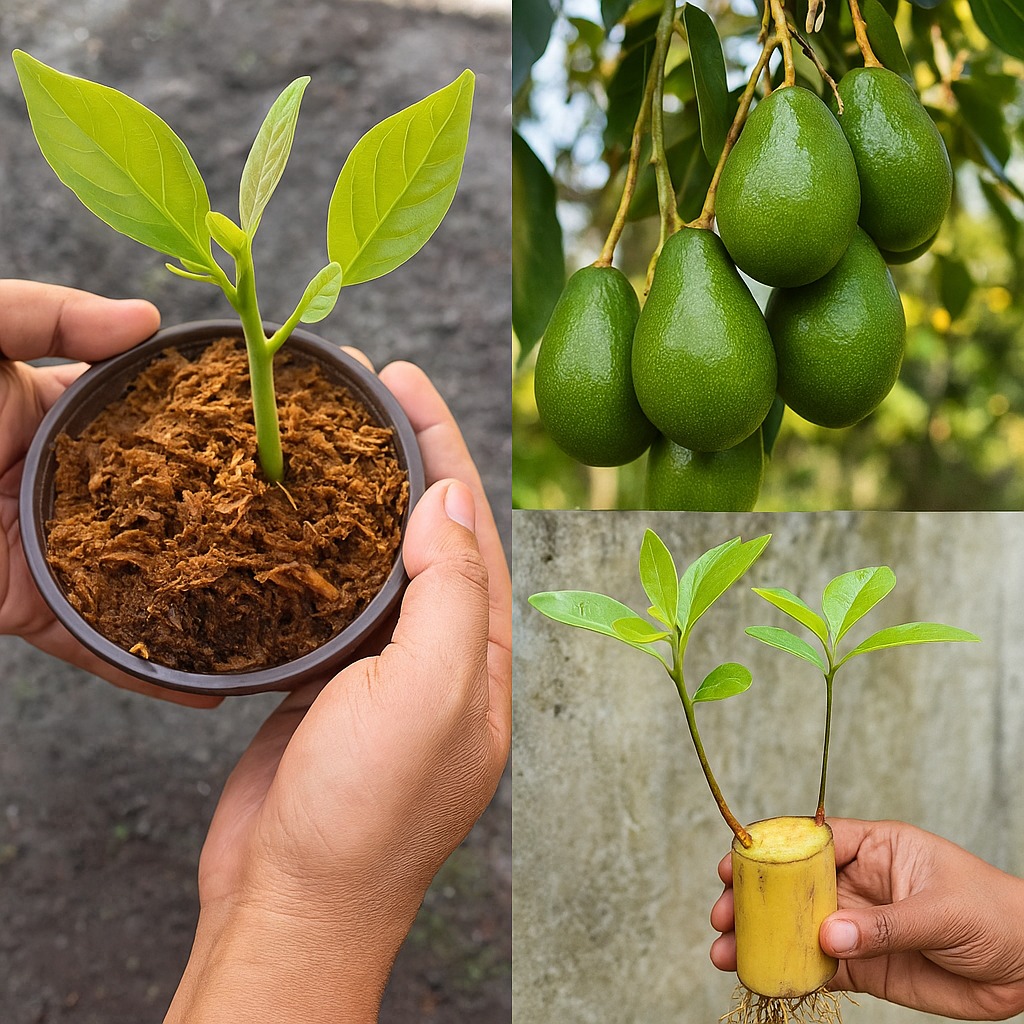 How to grow an avocado tree from a pit? New method