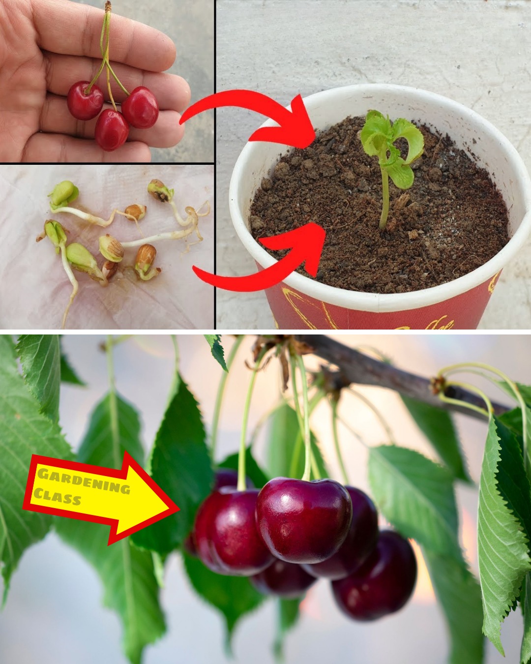 How to Grow a Cherry Plant in Just 7 Days with No Cost – It’s Easier Than You Think!
