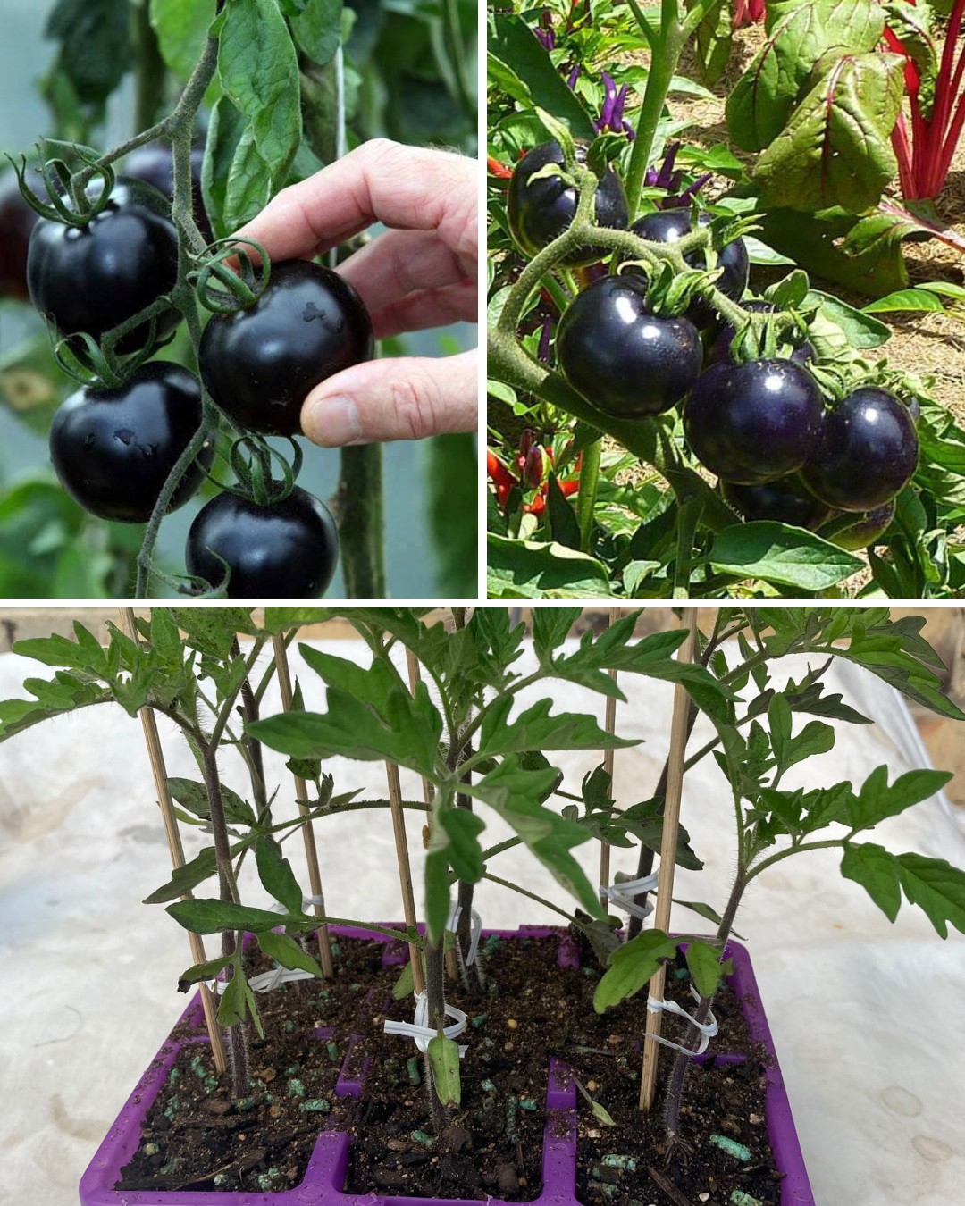 Kumato Tomatoes: The Superfood You Can Grow at Home for Maximum Health Benefits