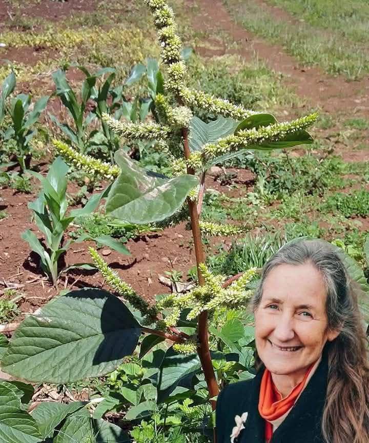 Unveiling the Amazing Health Benefits of Pigweed: A Hidden Gem in Your Garden