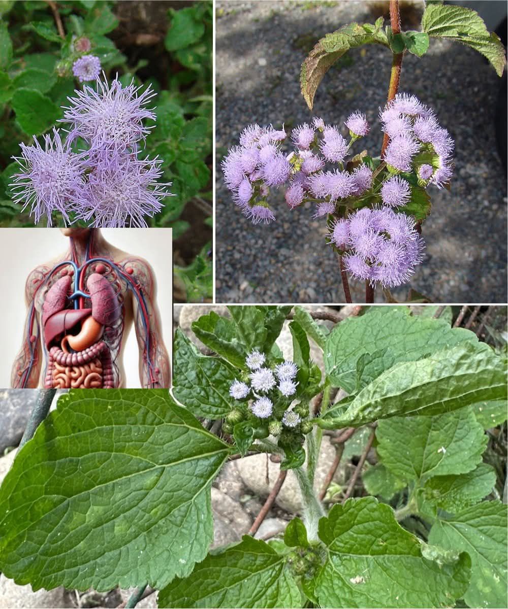 Ageratum Conyzoides (Billygoat Weed): 15 Surprising Health Benefits and How to Use It Safely