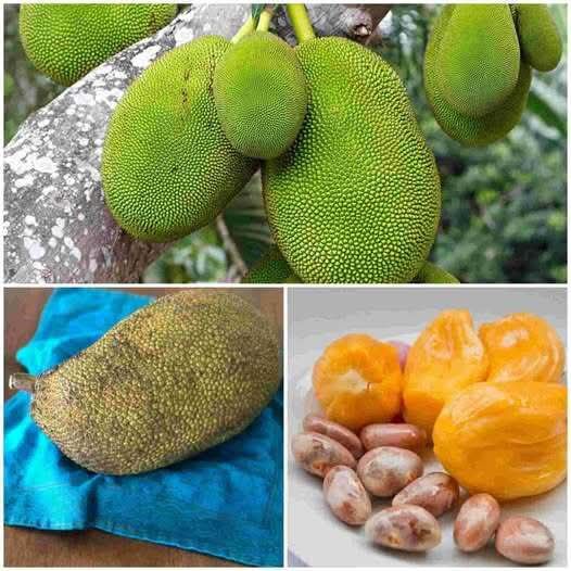 Jackfruit: The Miracle Fruit with 10 Amazing Health Benefits