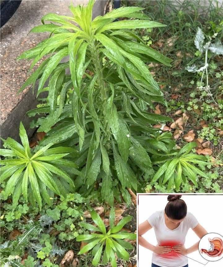 Horseweed (Erigeron canadensis): 20 Amazing Benefits and How to Use It
