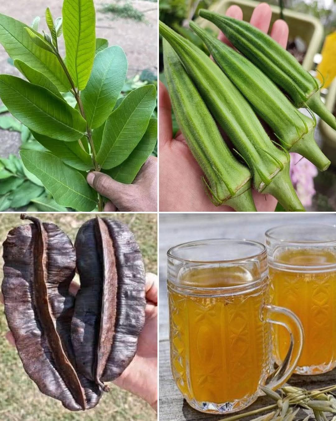 How guava leaves, yams, and okra support women’s health