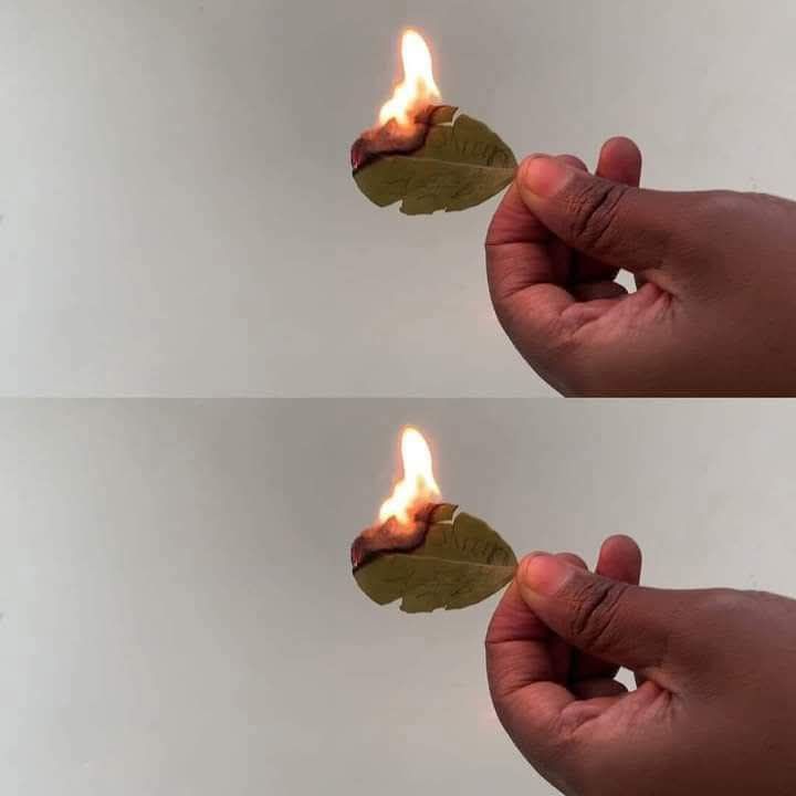Burn a Bay Leaf in Your Room and Watch What Happens!