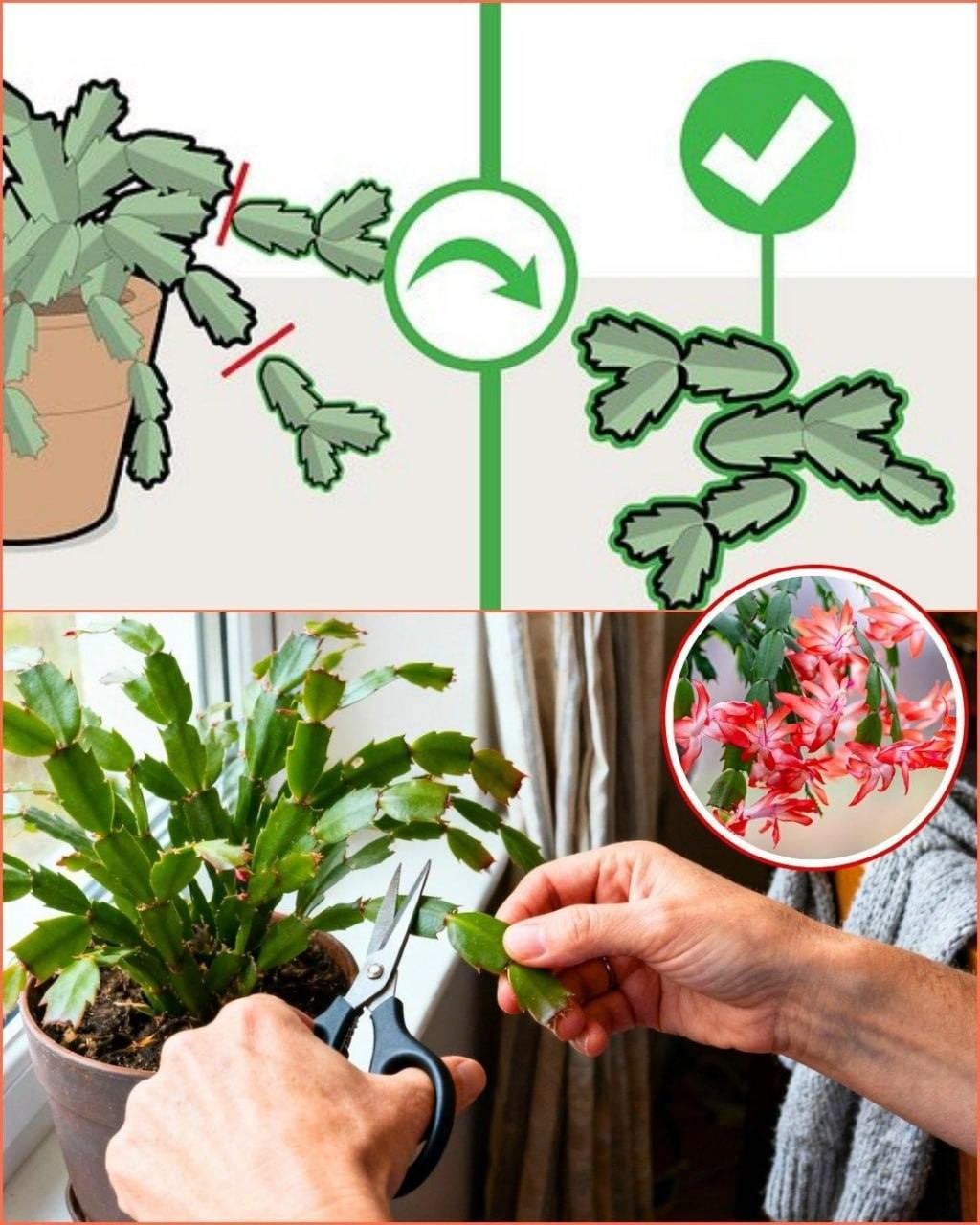 7 Signs It’s Time to Prune Your Christmas Cactus
