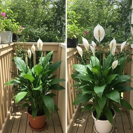 Just 1 Cup Makes Peace Lily Bloom Like Crazy (Even the Ugly Ones)