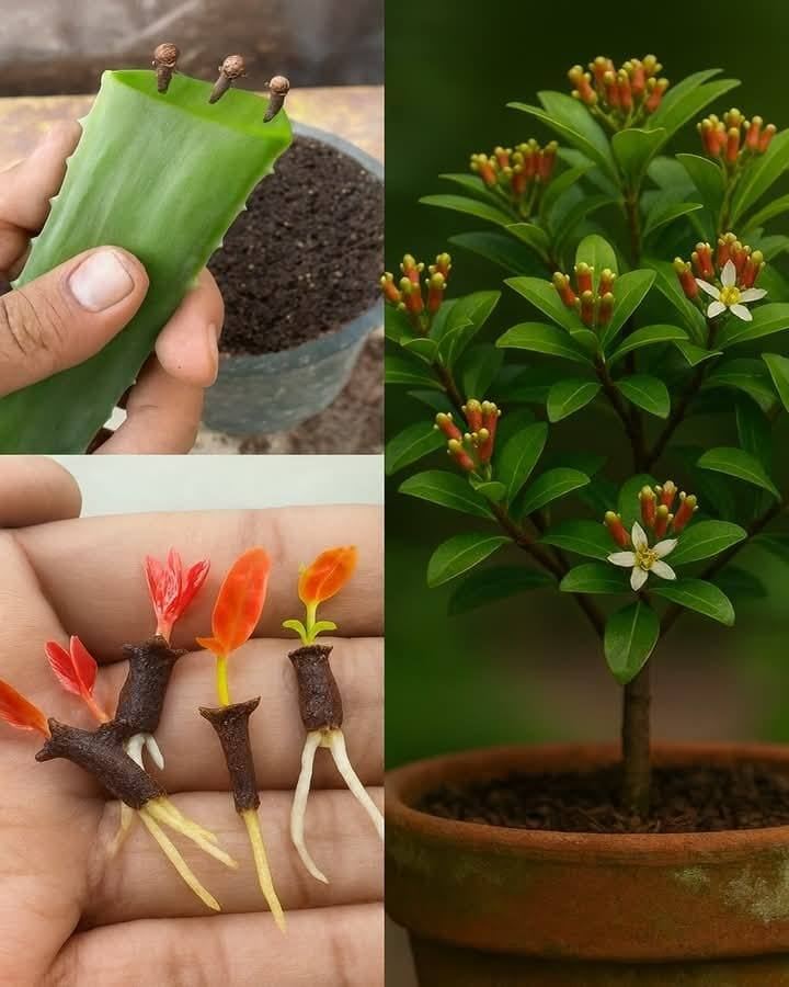 Easy Clove Growing: From Tiny Seed to Powerful Spice