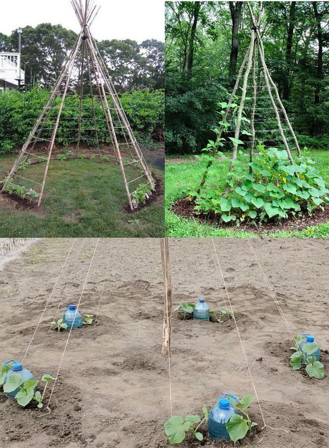 How and Why to Grow Cucumbers in a Herringbone Pattern