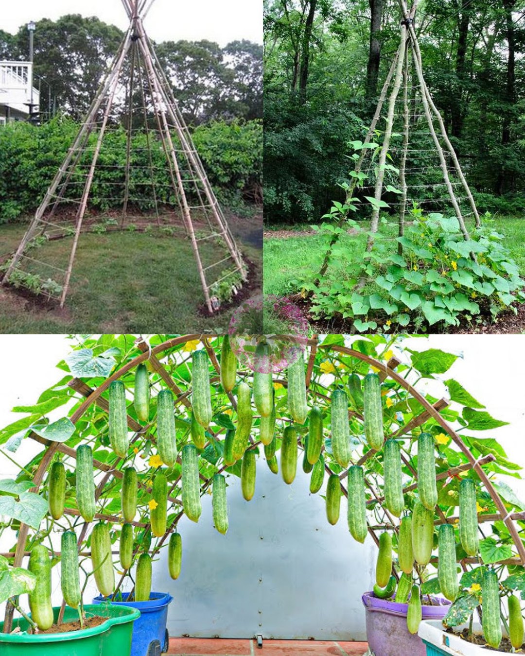 How and Why to Grow Cucumbers in a Herringbone Pattern