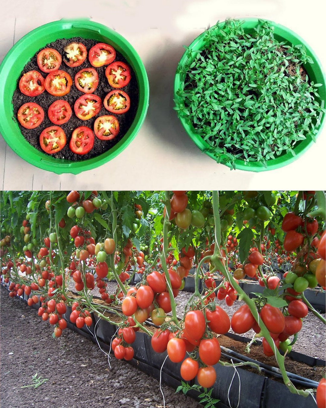 Tomatoes Blooming Without Fruit? Here’s the Causes and Solution You’ve Been Missing