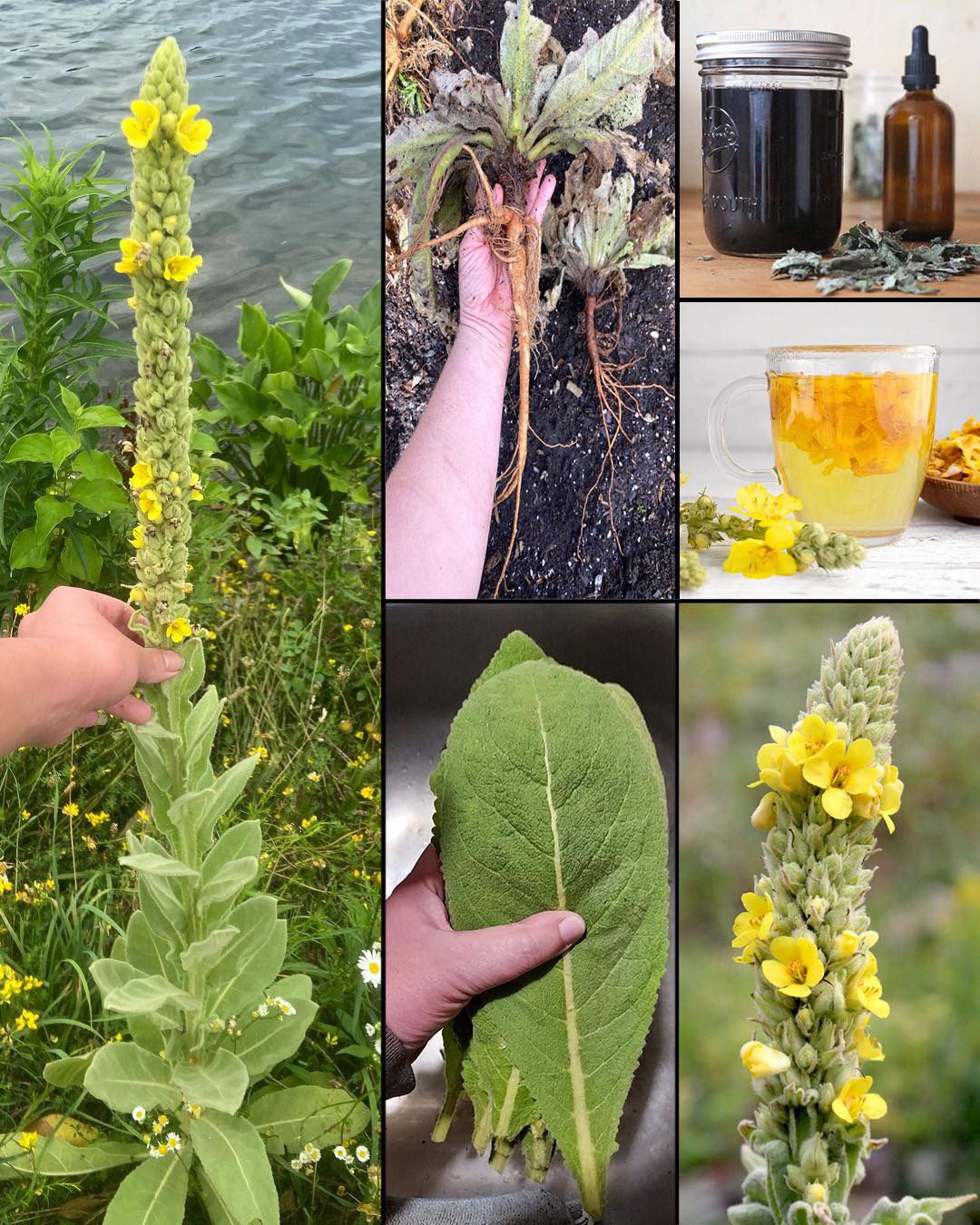 Mullein: Exploring the Benefits of Leaves, Flowers, and Roots