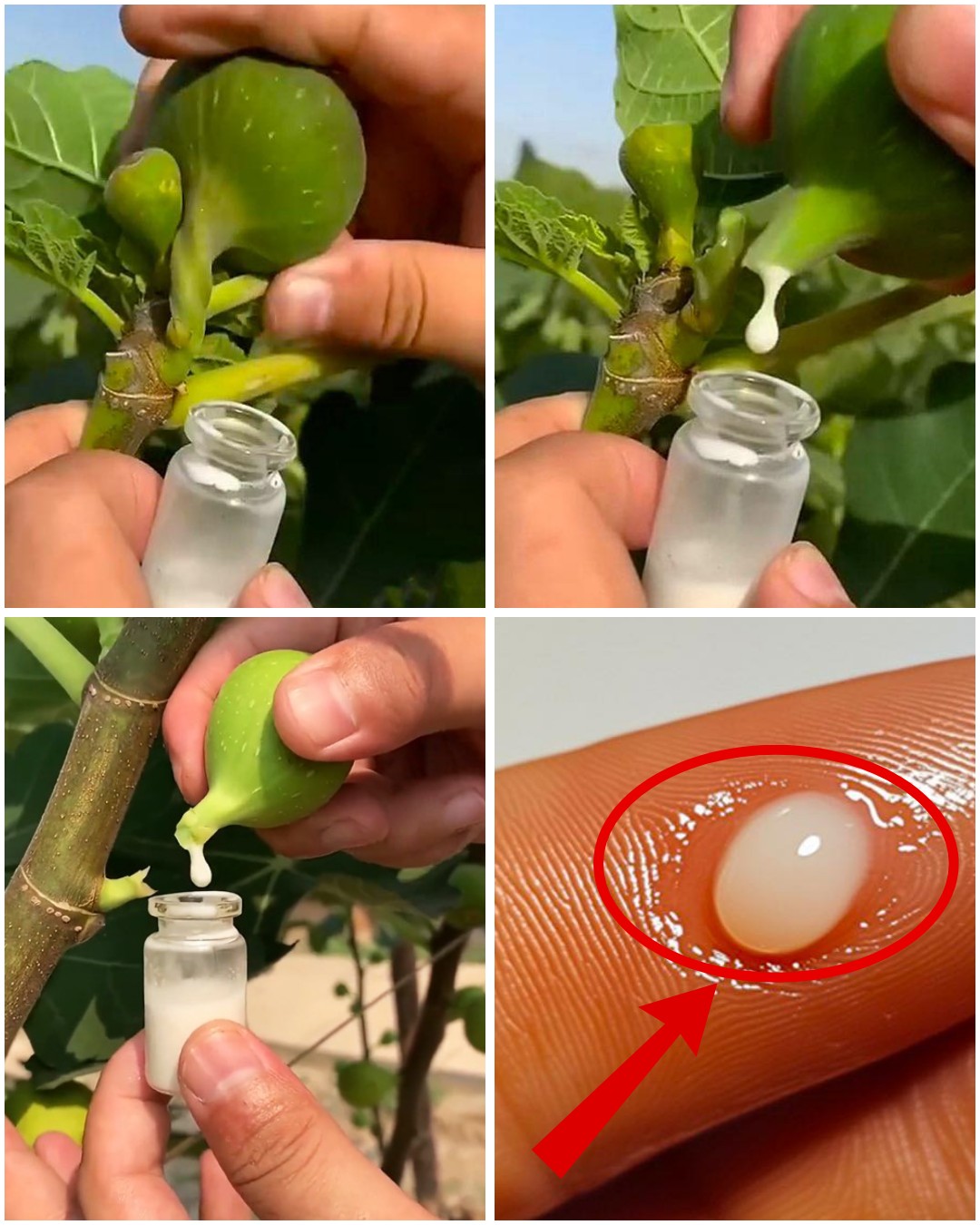 30 Amazing Benefits of Lactuca serriola (Wild Lettuce)