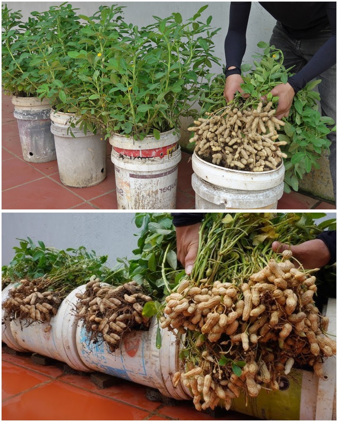 How to Grow Peanuts from Store-Bought Nuts: The Ultimate Gardening Hack