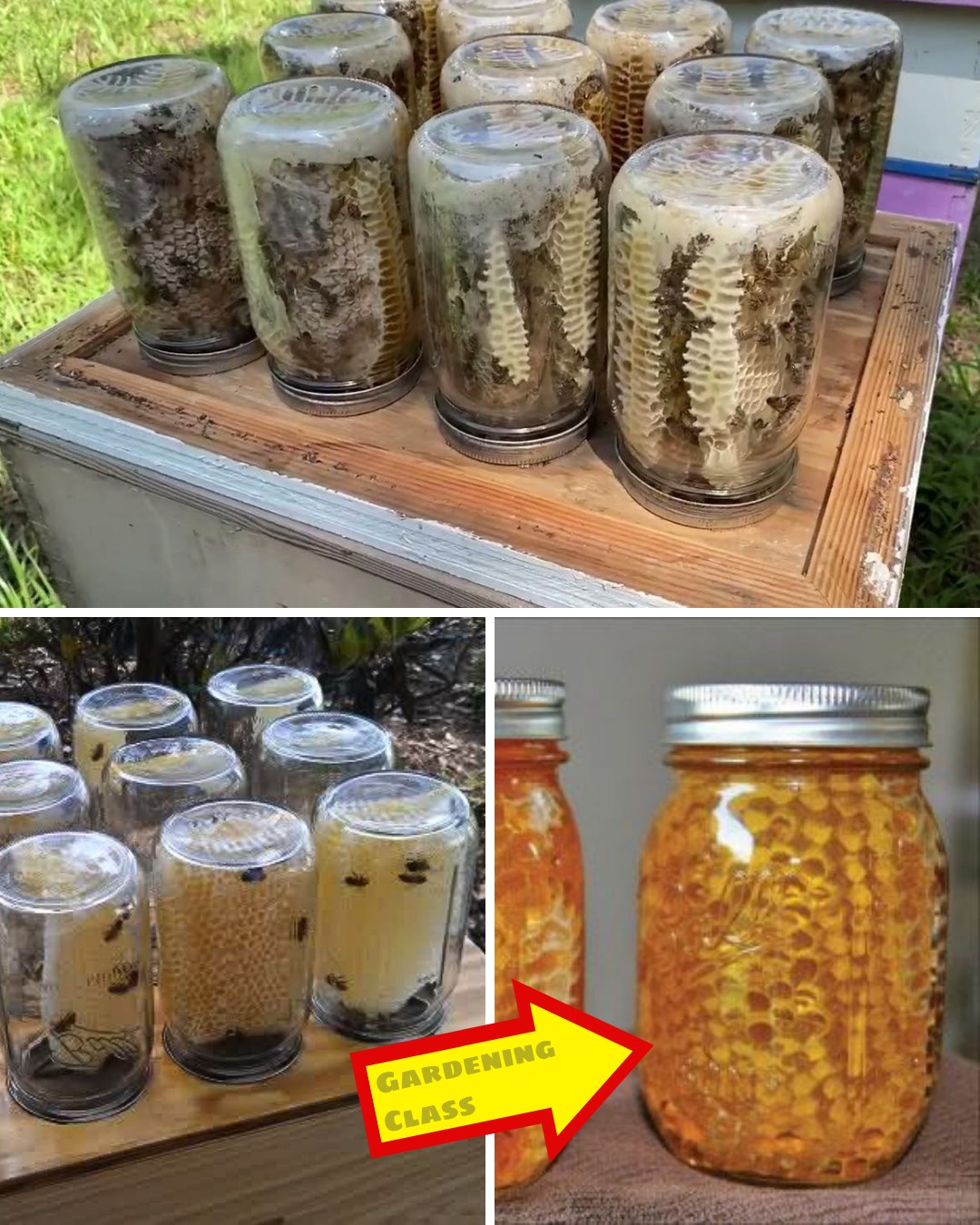Innovative Beekeeping: How to Build a Mason Jar Honey Harvesting System