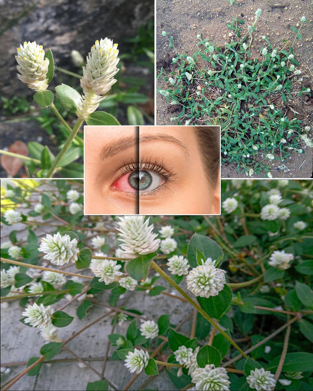 Sessile Joyweed (Alternanthera sessilis): 6 Incredible Health Benefits and How to Use It Naturally