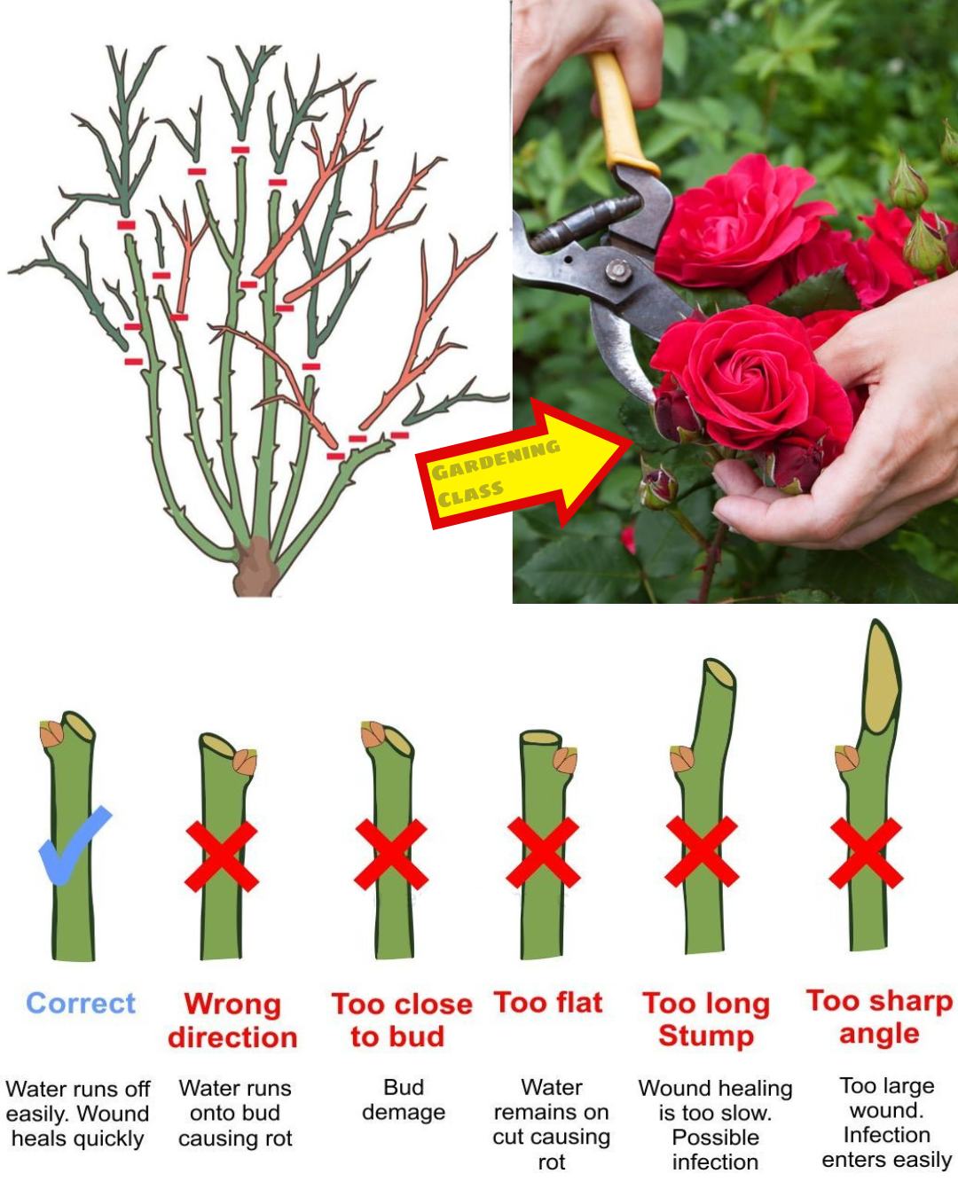 When and How to Prune a Rose Bush:An Easy Step-by-Step Guide