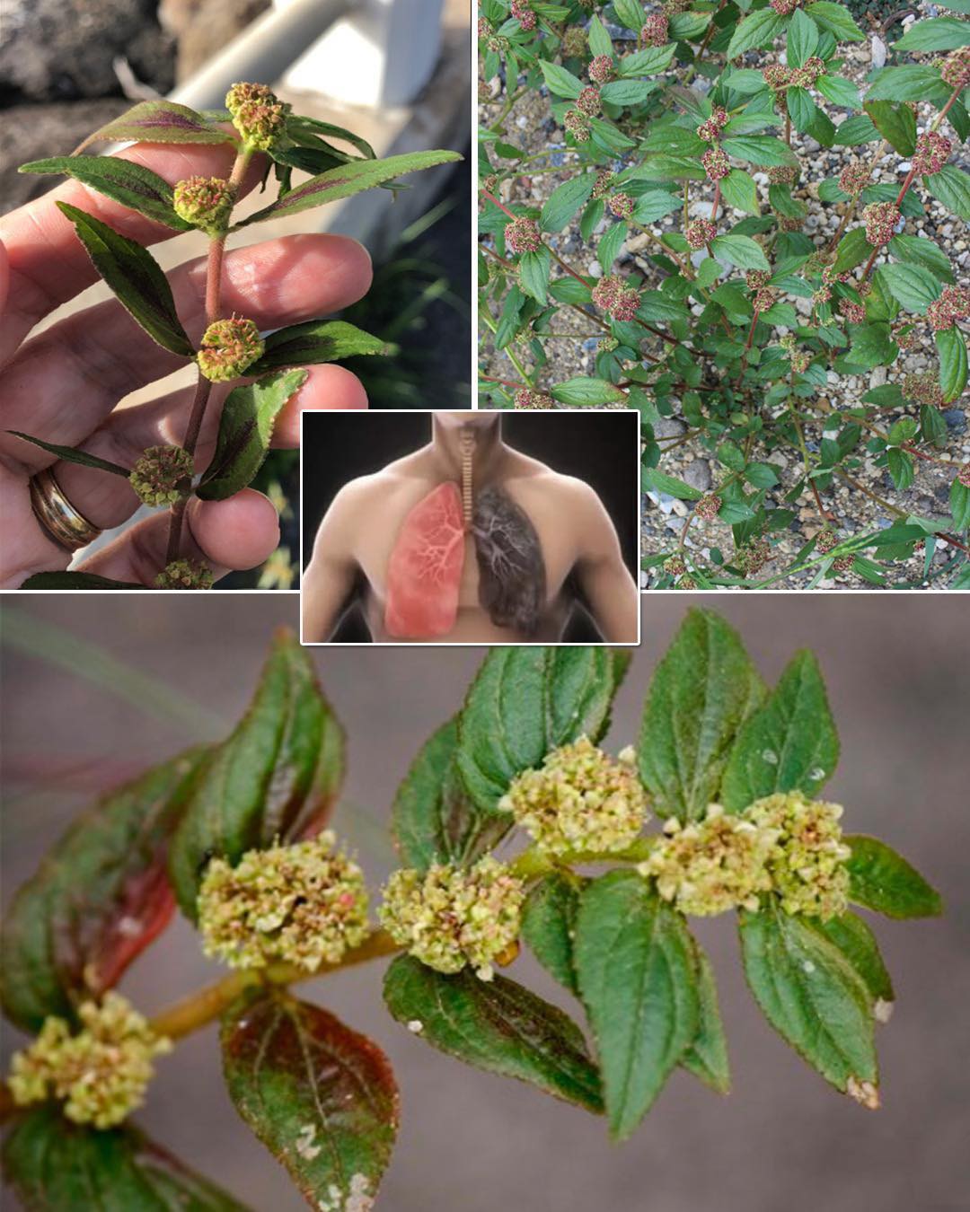 7 Surprising Benefits of Euphorbia Hirta