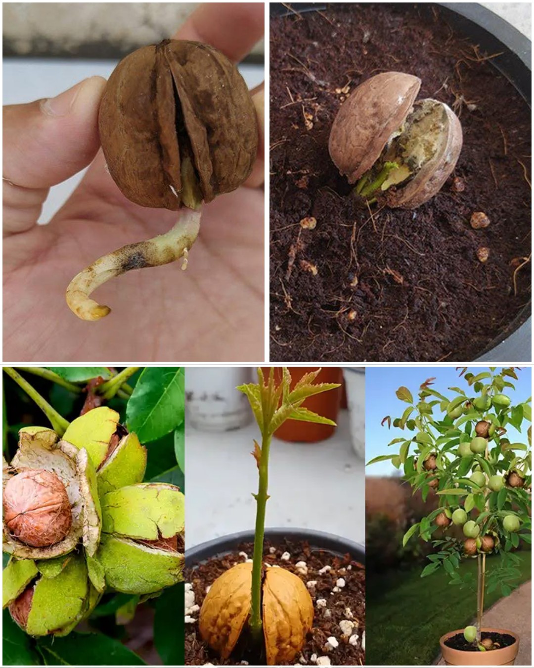 A Comprehensive Guide to Propagating Walnut Trees from Seeds