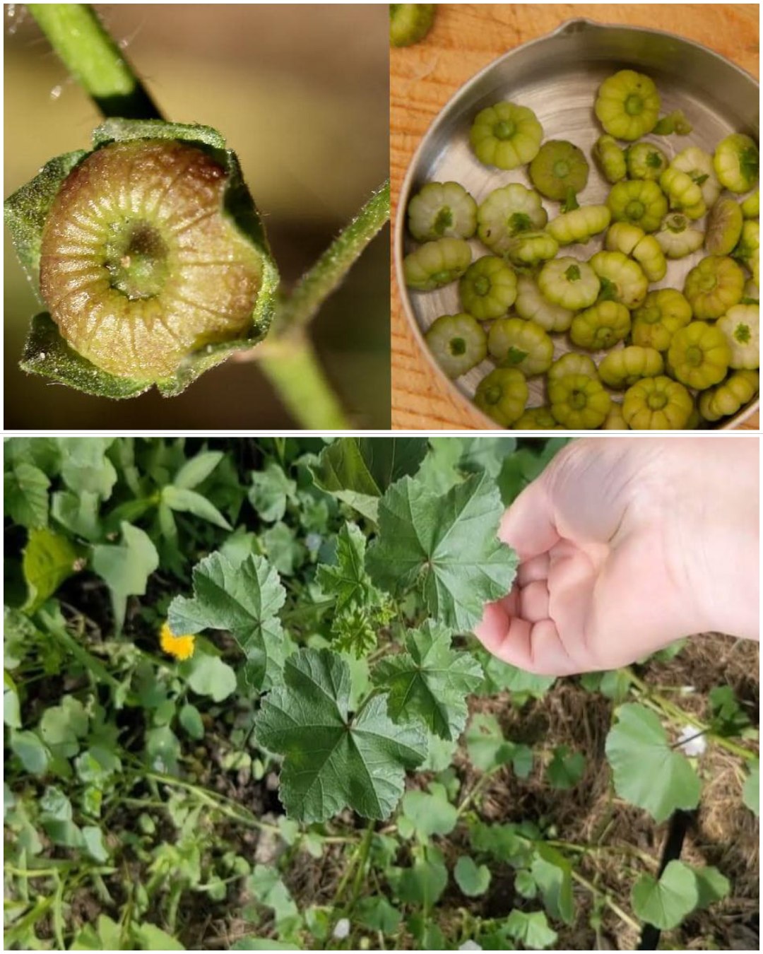 Exploring the Health and Medical Benefits of Common Mallow