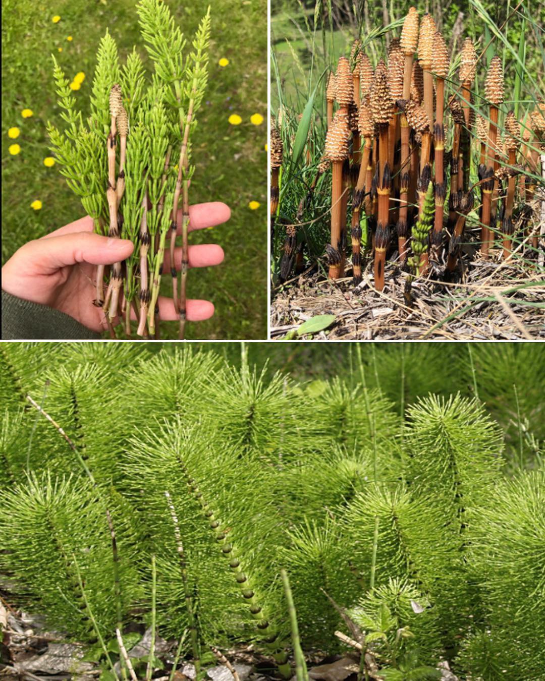 The Benefits of Horsetail: A Natural Remedy for Health and Wellness