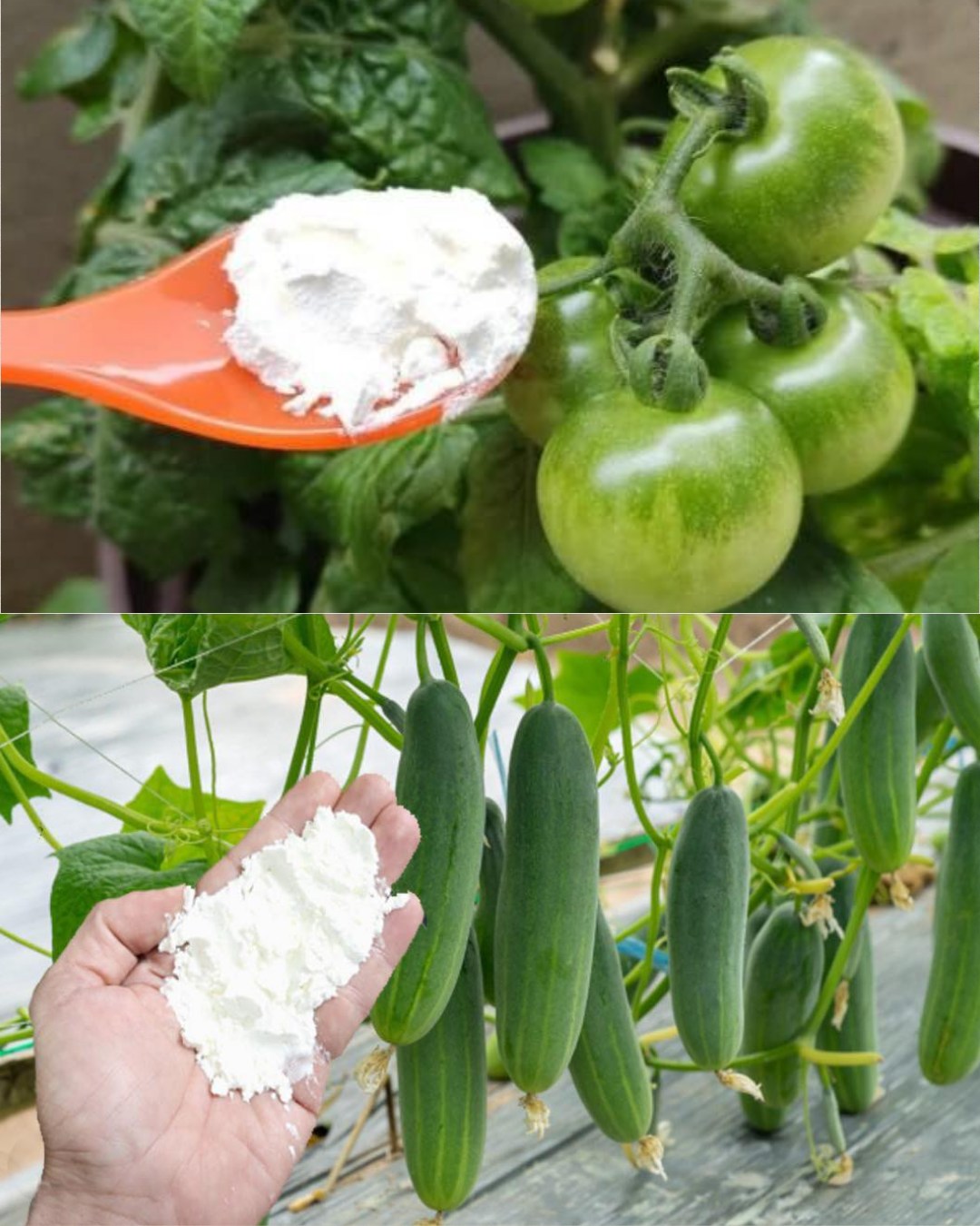 Baking Soda Is A Gardener’s Best Friend – Here Are 14 Nifty Uses In The Garden