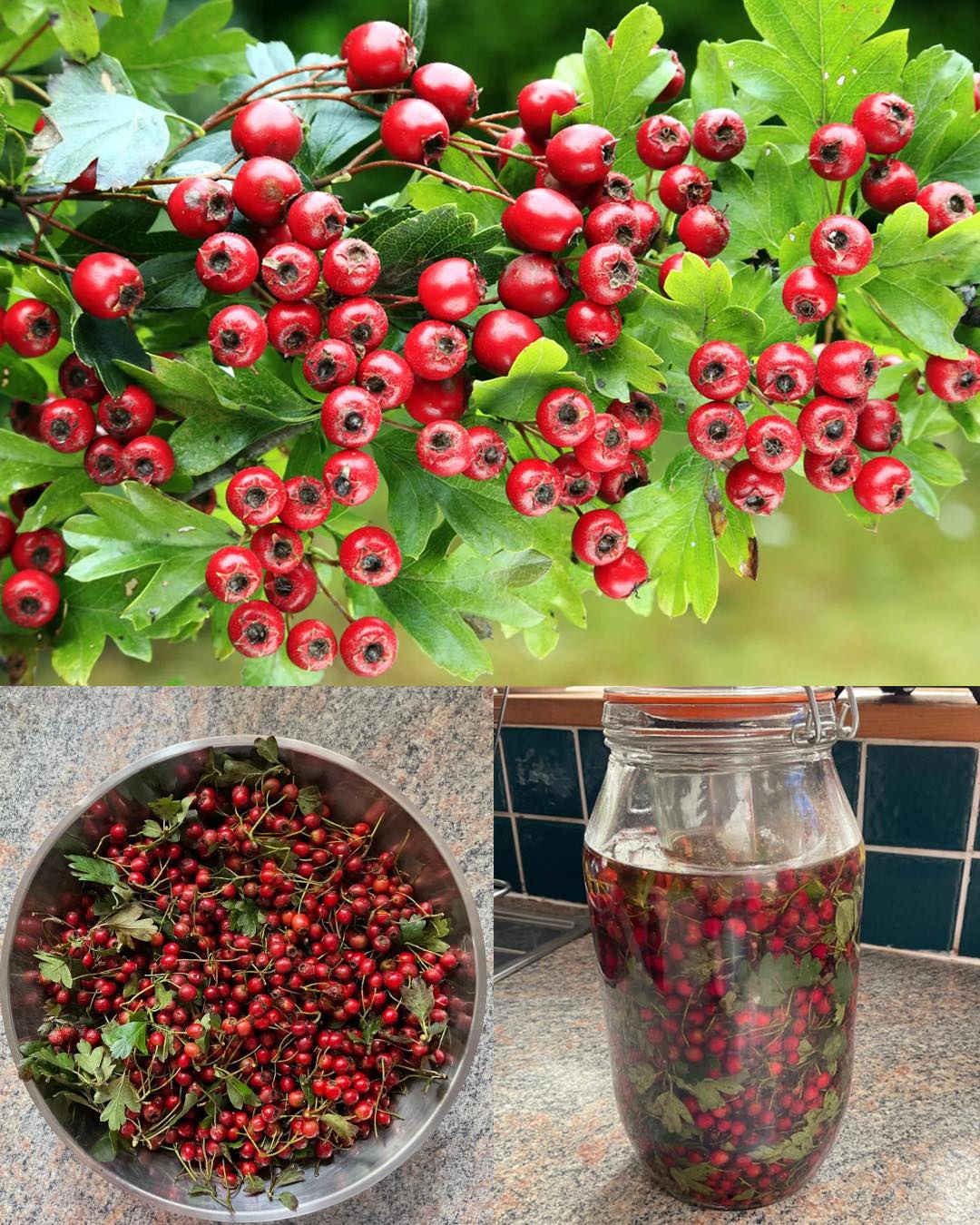 The Power of Hawthorn (Genus Crataegus): A Natural Ally for Heart and Cholesterol Health