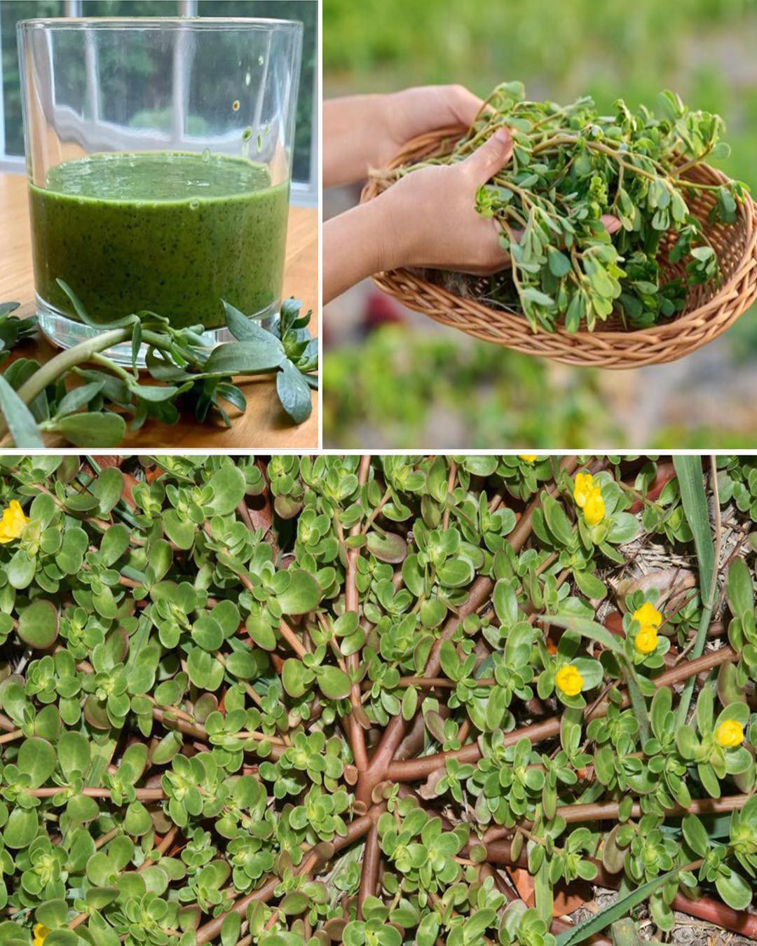 Purslane: The Superfood That Tastes Better Than Meat – 7 Reasons to Grow It in Your Garden