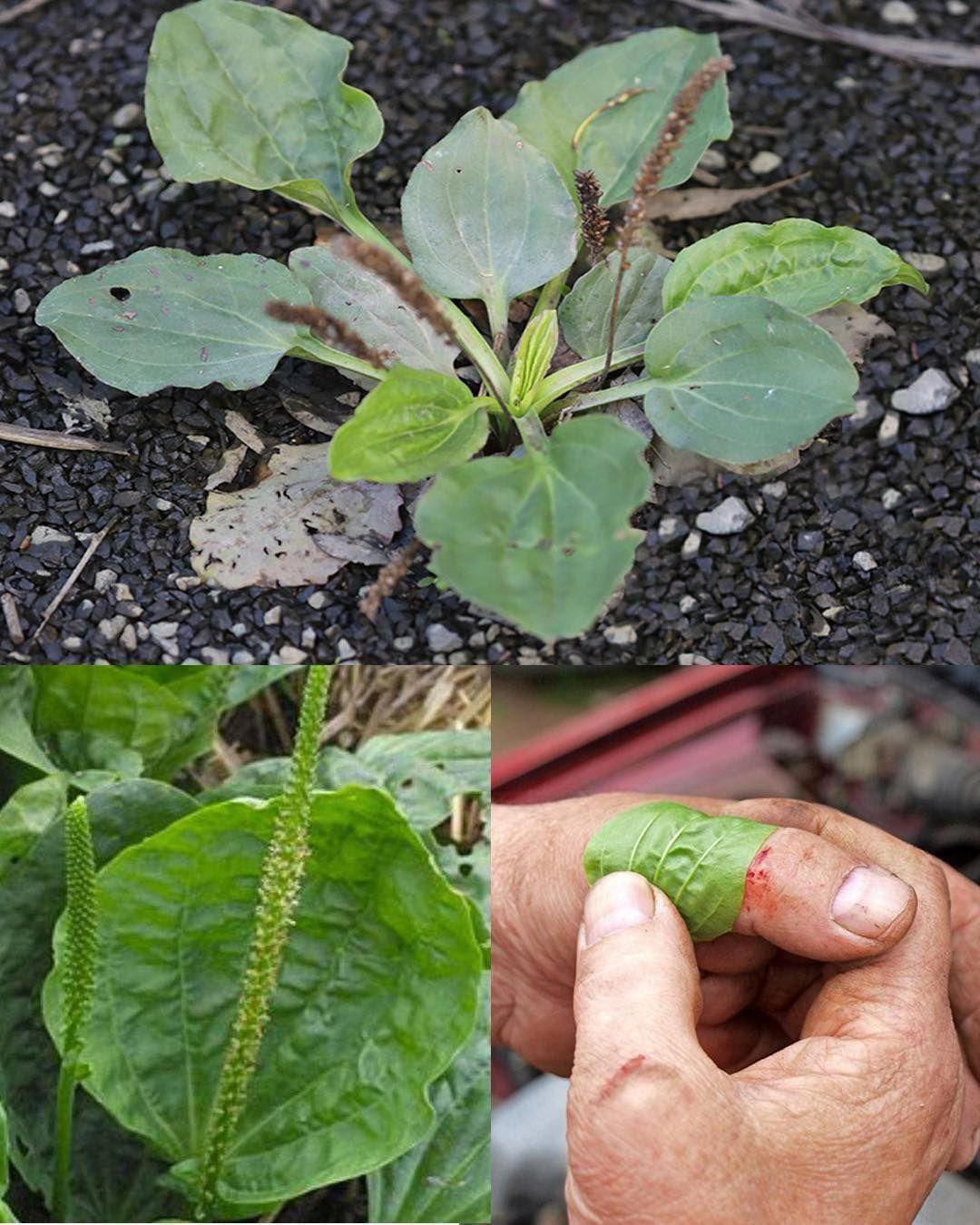 The Health Benefits and Uses of Broadleaf Plantain (Plantago major)