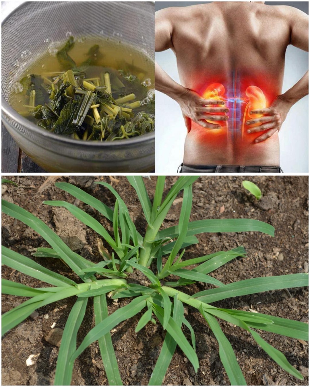 Goosegrass (Eleusine indica): A Natural Ally for Kidney Health