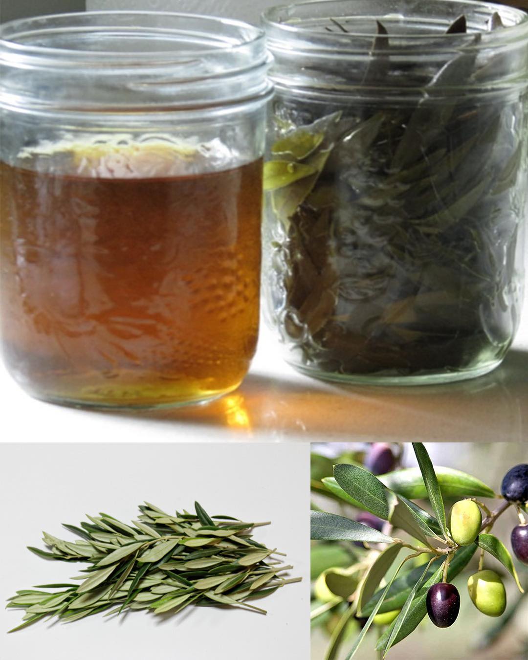 The Powerful Benefits of Olive Leaves: A Natural Health Booster