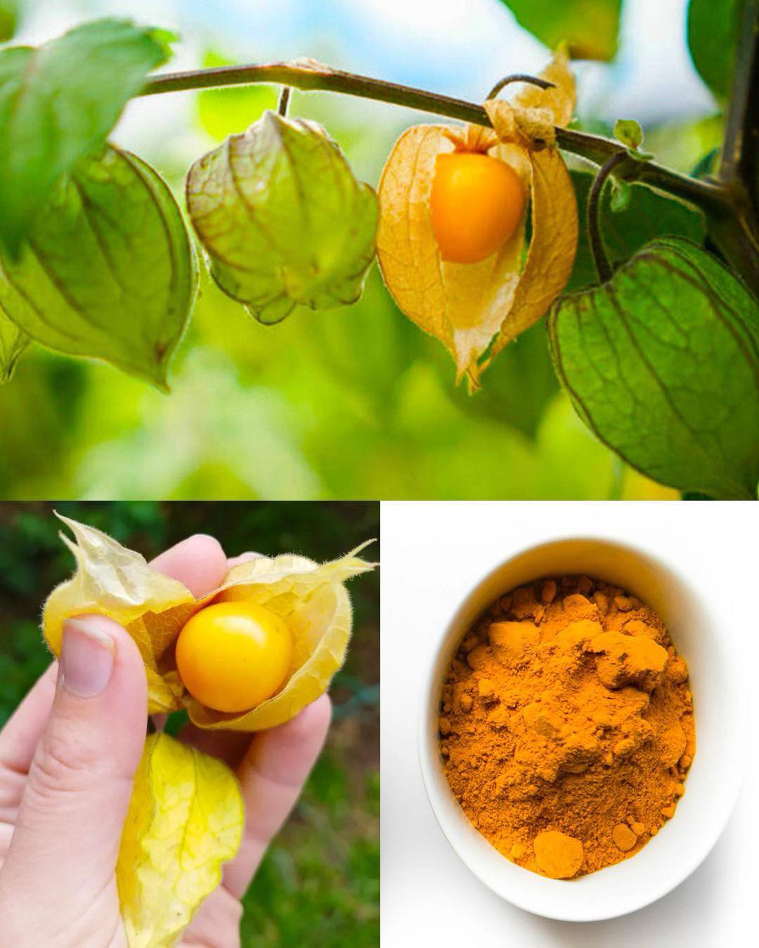 Goldenberry Power: 20 Benefits of Physalis peruviana and How to Use It at Home