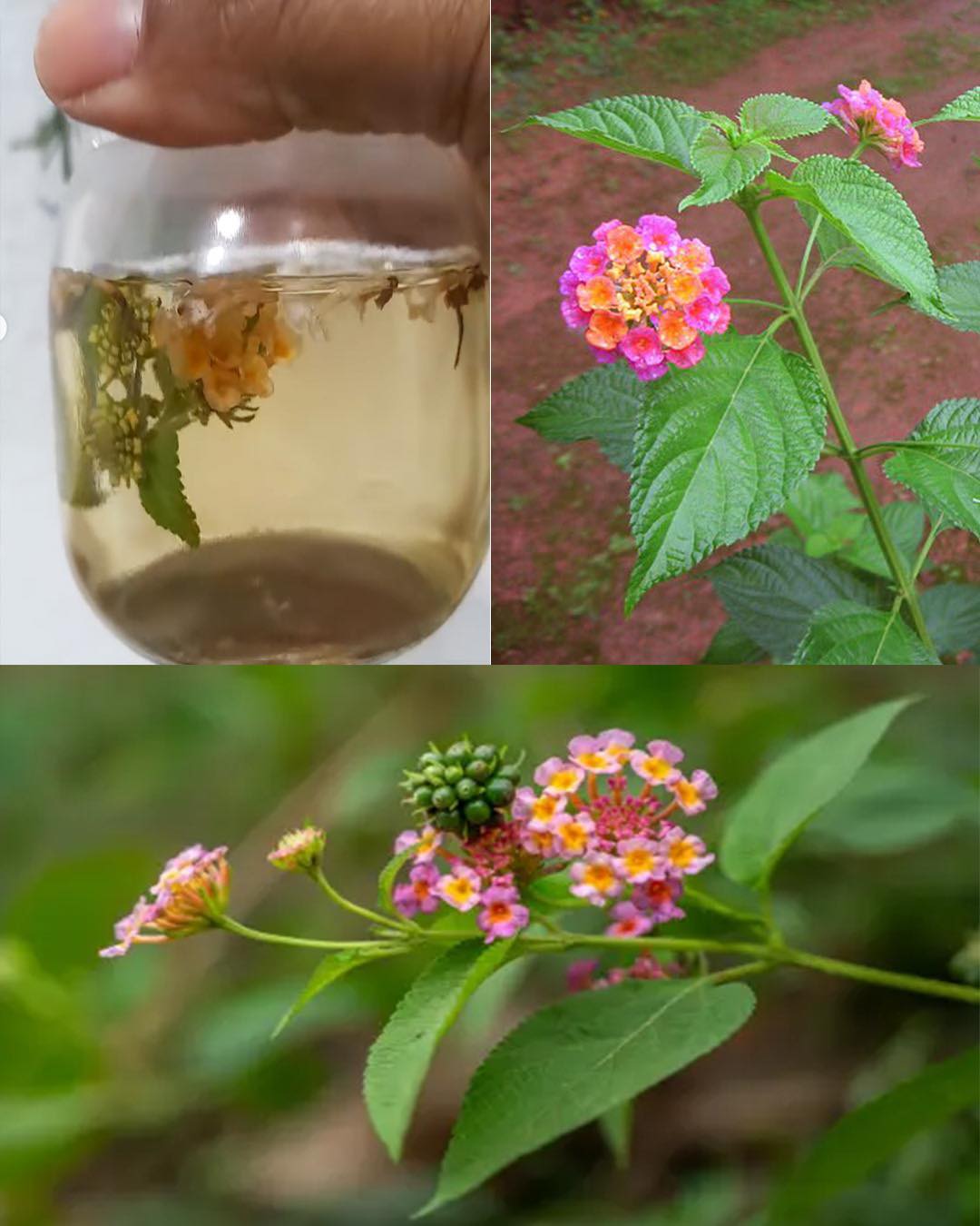 The Hidden Power of Common Lantana (Lantana camara): What You Can Safely Do with It at Home