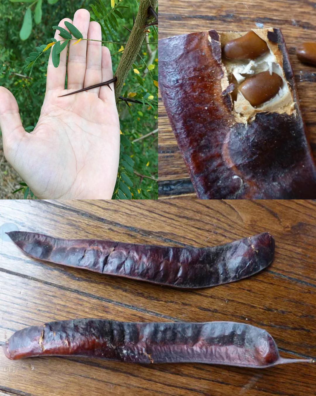 The Hidden Power of the Honey Locust Tree (Gleditsia triacanthos): Health, Healing, and Everyday Uses