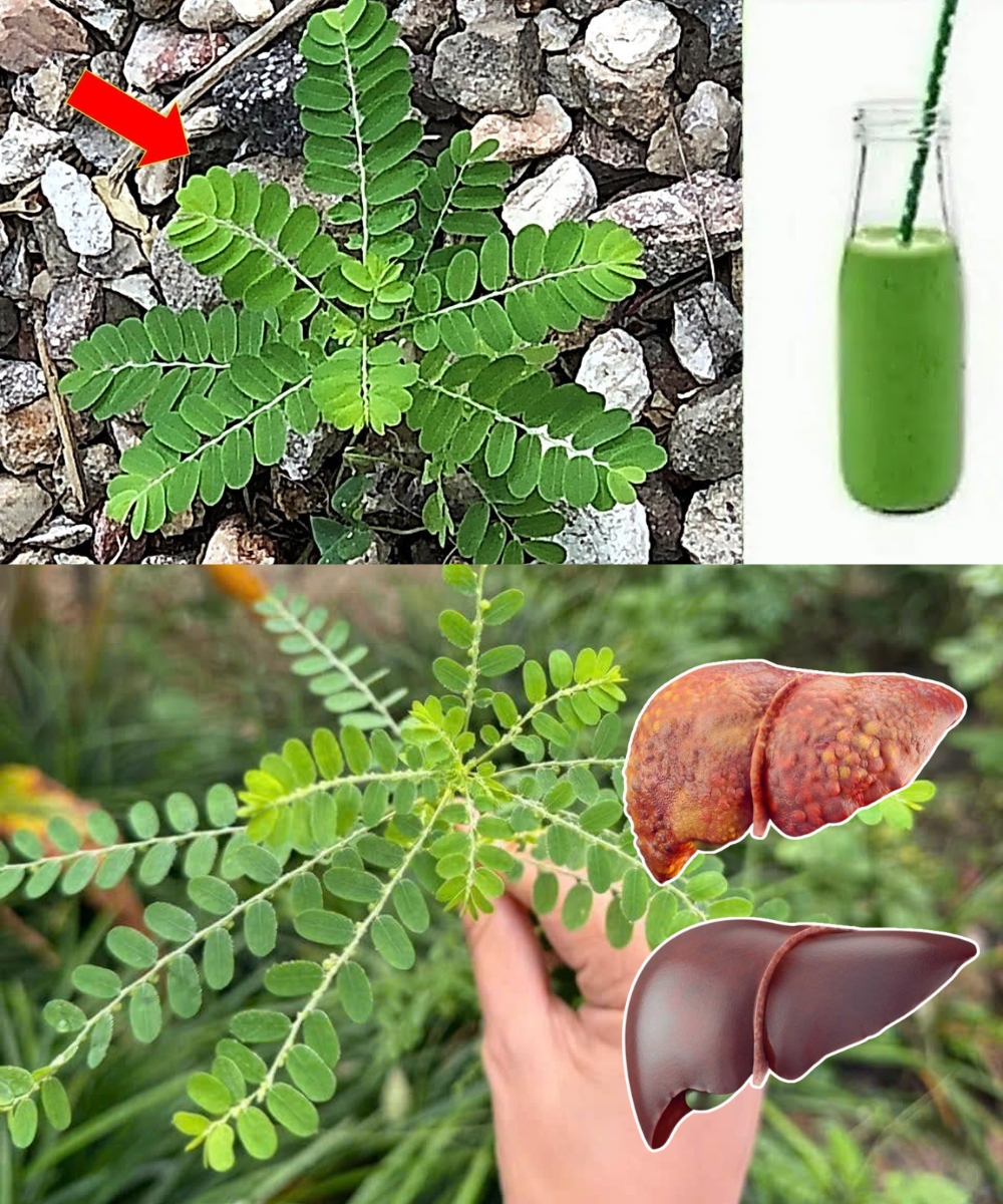 One Leaf of This Plant Is Worth Its Weight in Gold (Did You Know?)