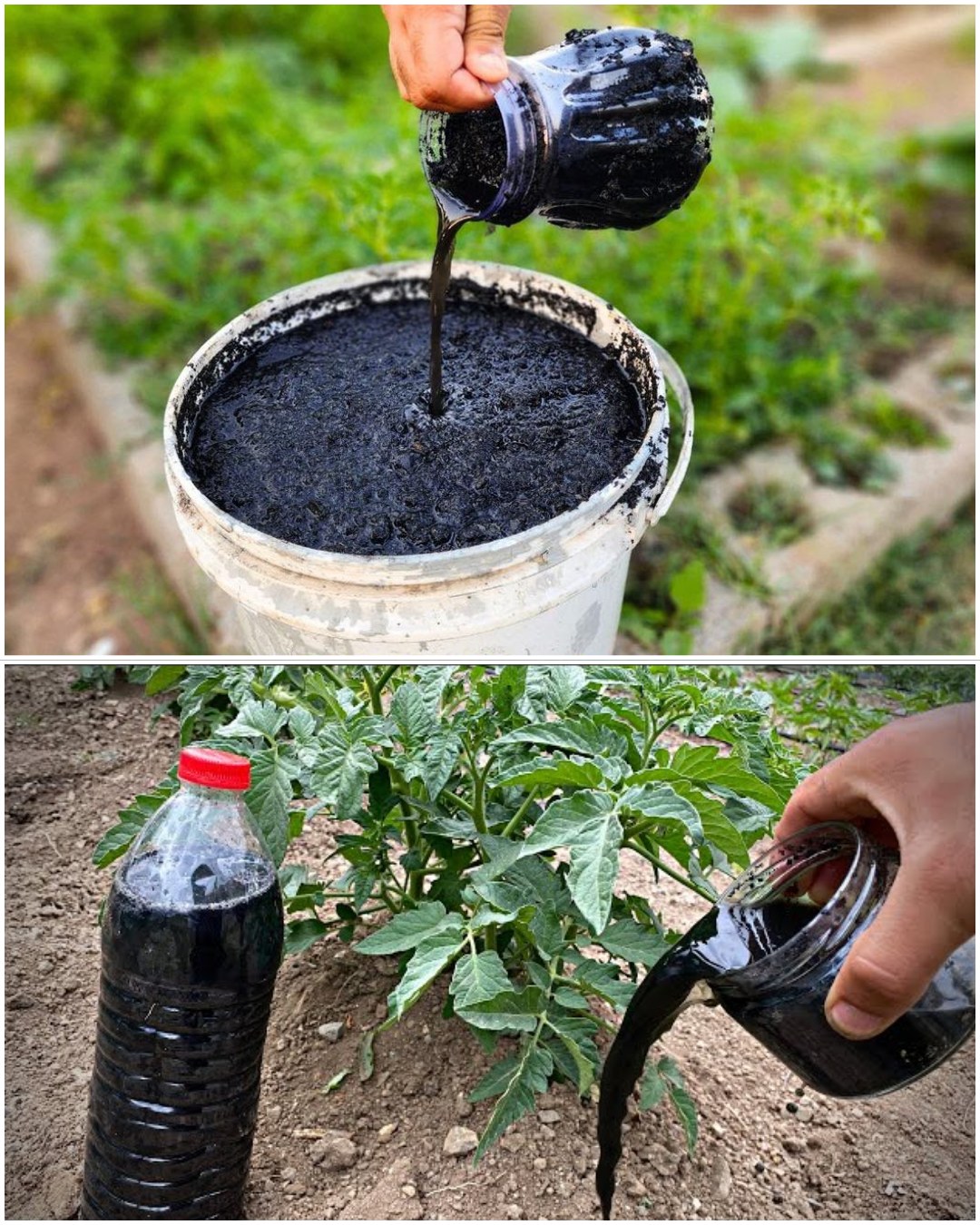 How to Make and Use Nettle Fertilizer Syrup for Growing Vegetables