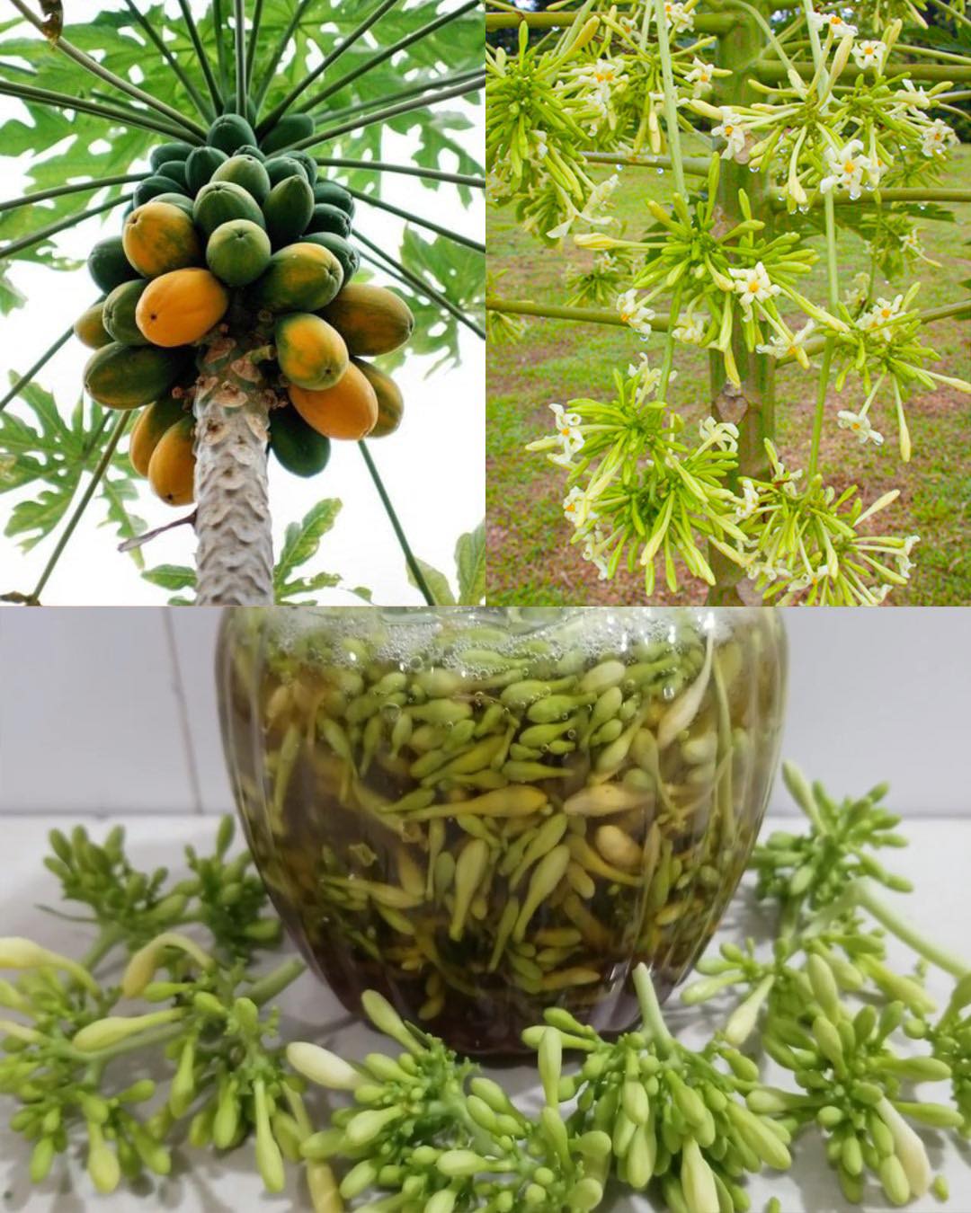 The Hidden Power of Male Papaya Flowers – Benefits and How to Use Them