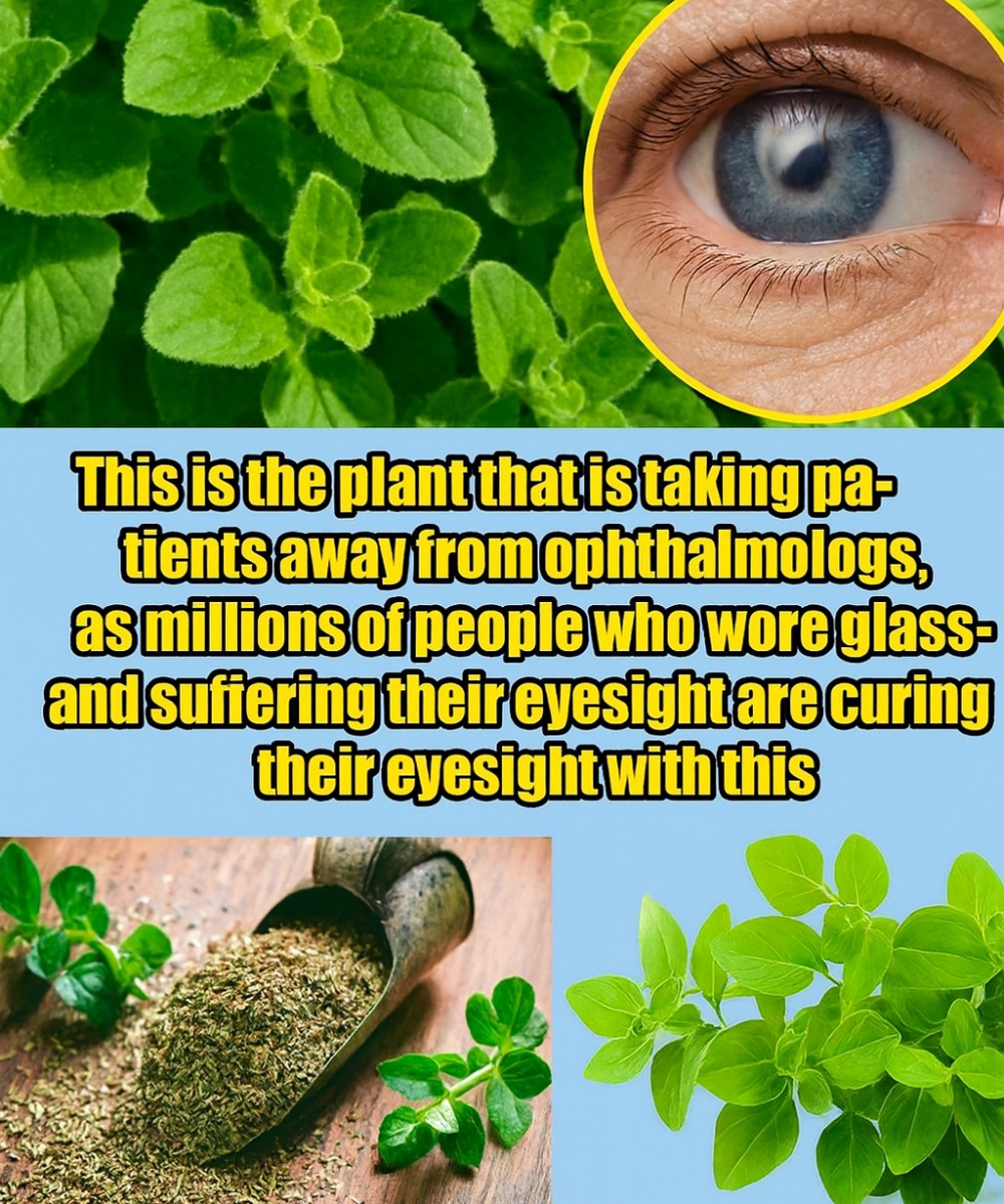 Oregano Orejón: The Miracle Plant That Soothes Pain, Clears the Lungs & Heals from Within