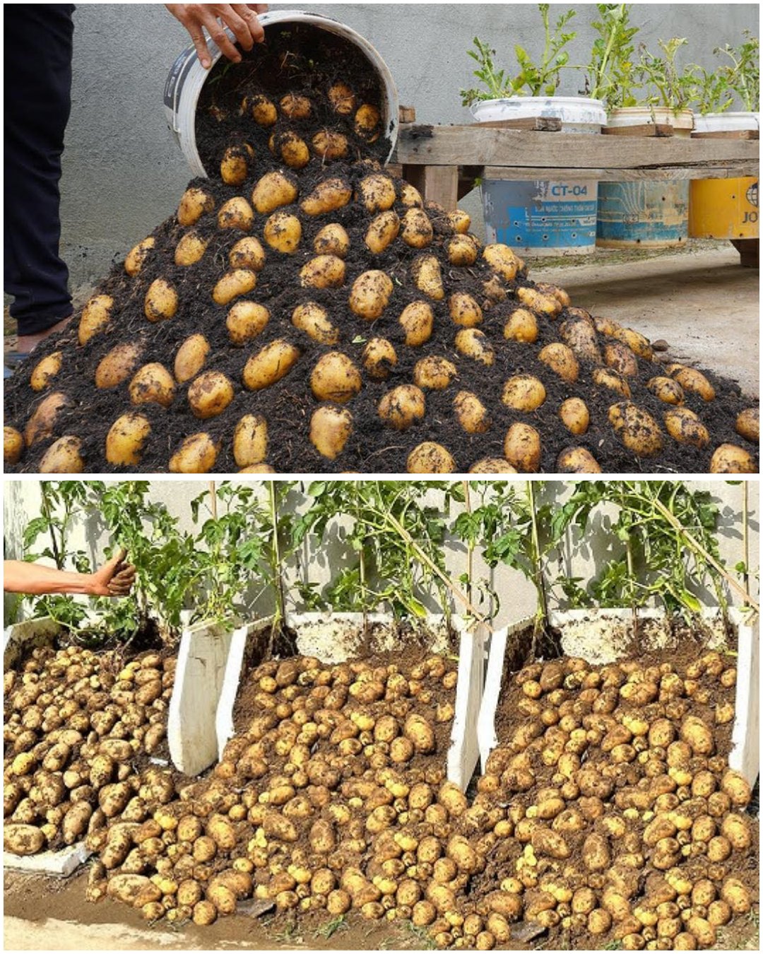 7 Vital Tips for Growing Potatoes: Ensuring a Bountiful Harvest