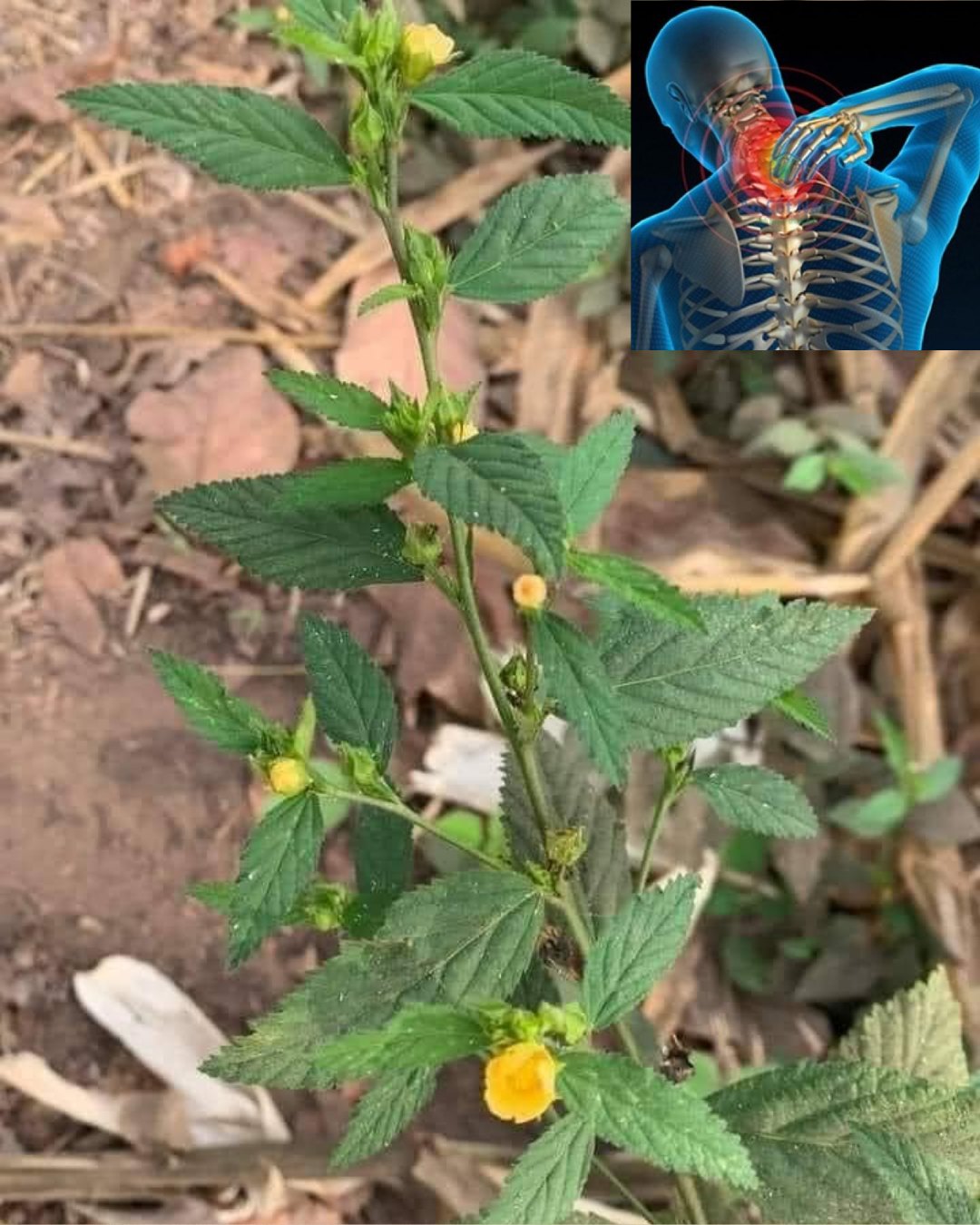 Sida acuta: Surprising Health Benefits and Homemade Uses