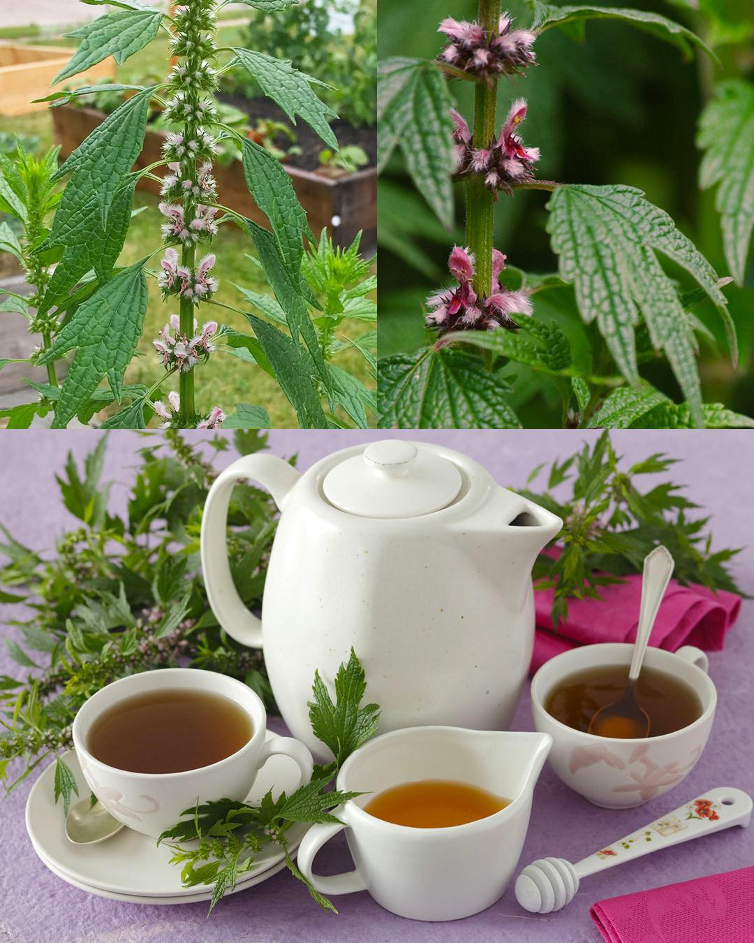 Common Motherwort (Leonurus cardiaca): Nature’s Comfort Herb for the Heart and Mind